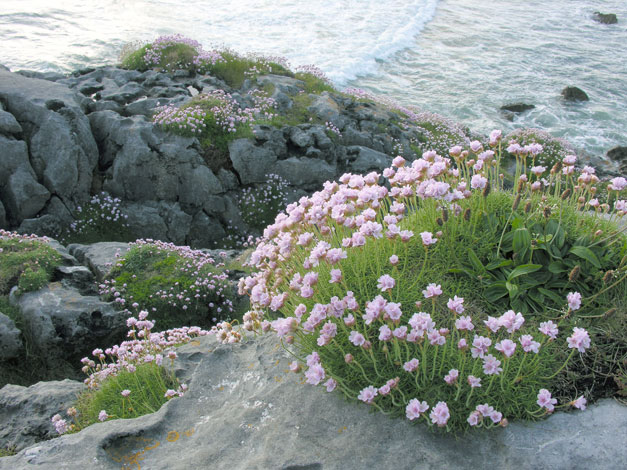 Sea Pinks